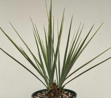 Yucca Rigida seeds
