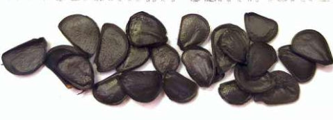 Agave colorata seeds