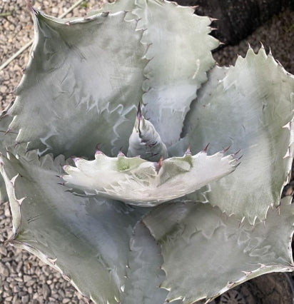 Agave colorata seeds