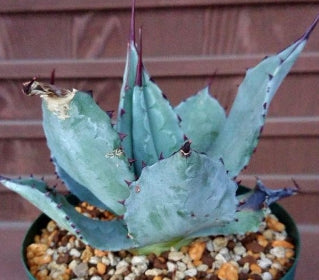 Agave parry var. flexispina seeds