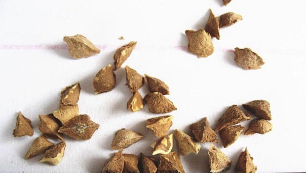 Boswellia sacra seeds