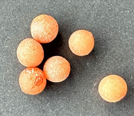 Dracaena cinnabari seeds