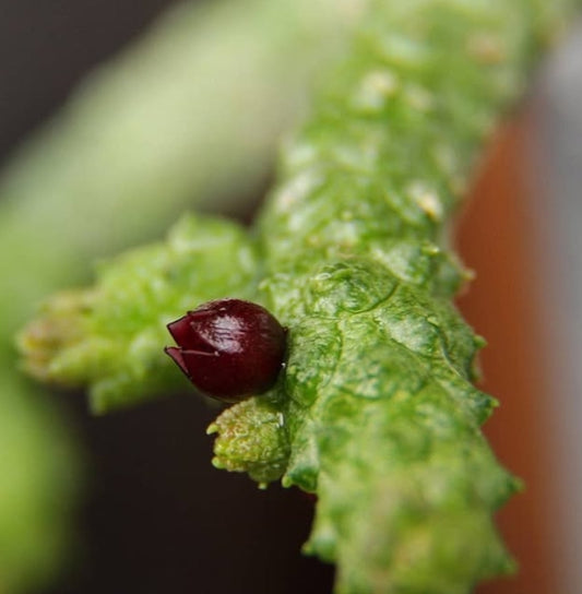 Echidnopsis oviflora seeds