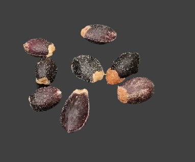 Commiphora kataf seeds