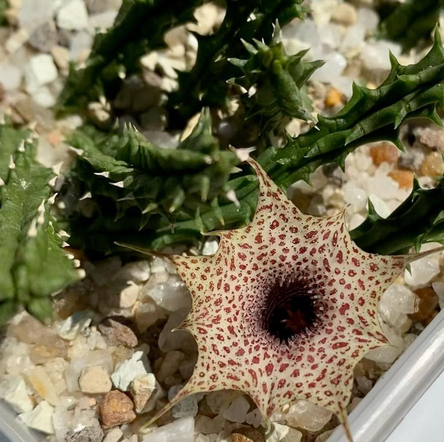 Huernia hislopii seeds