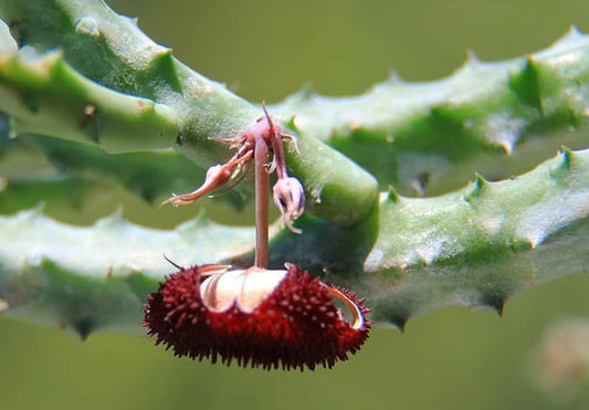 Huernia pendurata seeds