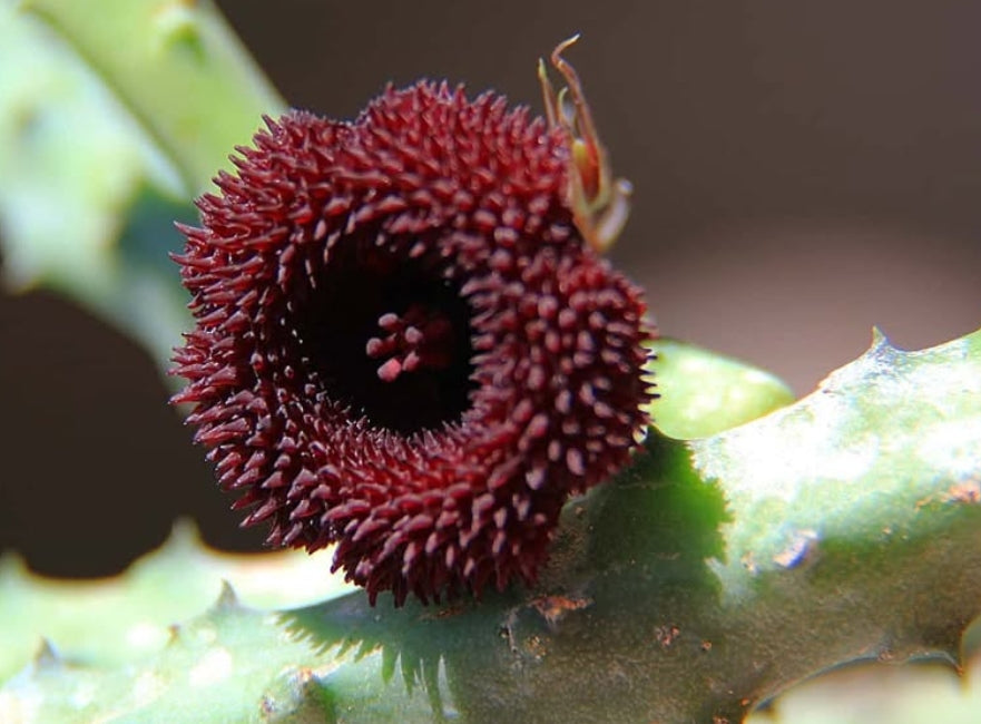 Huernia pendurata seeds