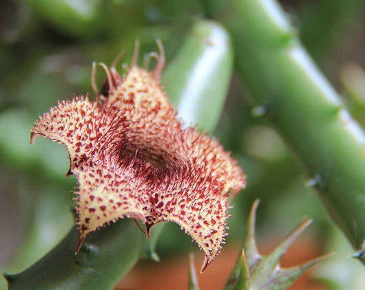 Huernia recondita seeds