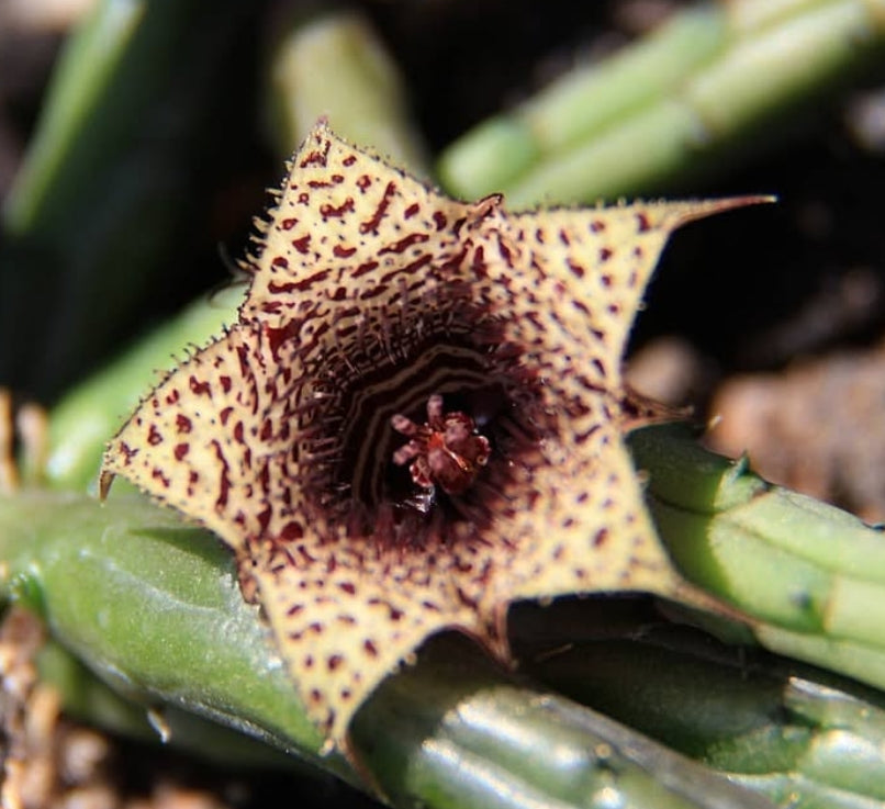 Huernia volkartii v. repens seeds
