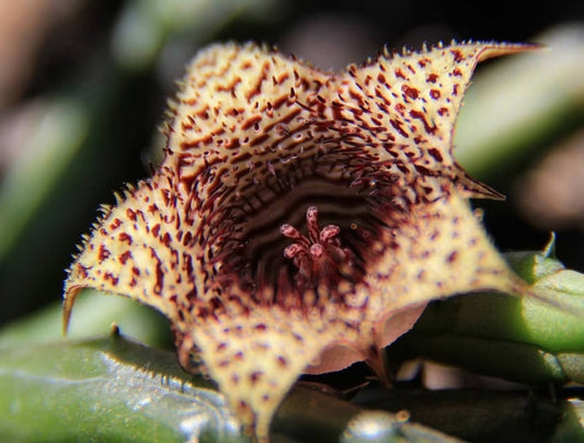 Huernia volkartii v. repens seeds