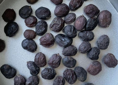 Operculicarya pachypus seeds