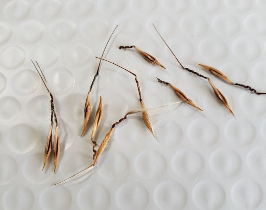 Pelargonium aridum seeds