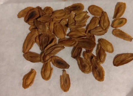 Stapelianthus arenarius seeds