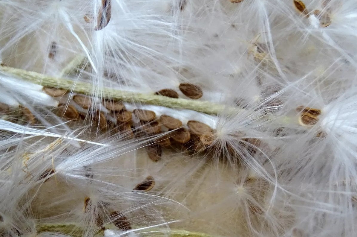 Duvalia somalensis seeds