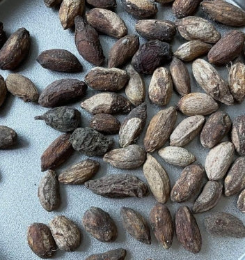 Cyphostemma uter macropus seeds