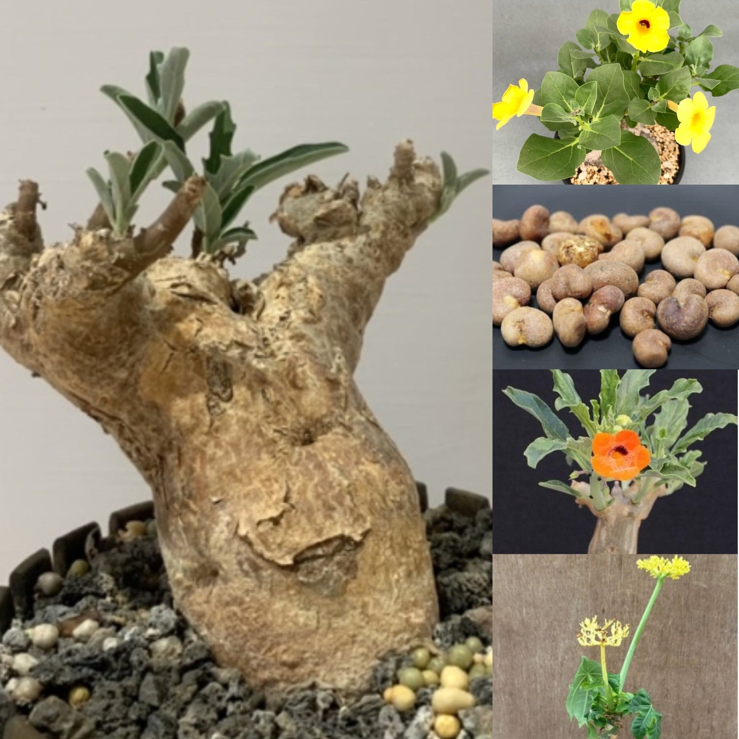 Caudex