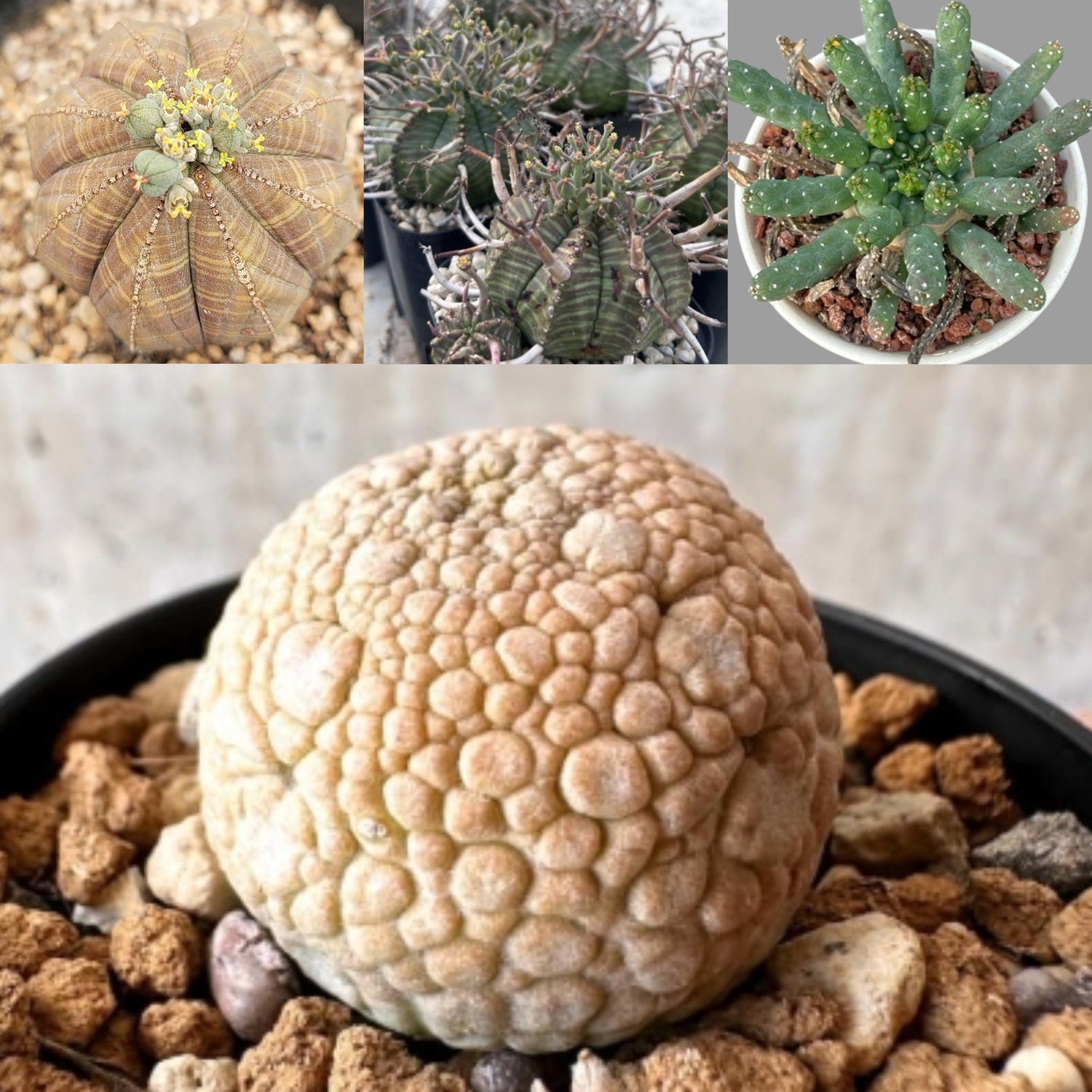 Succulents