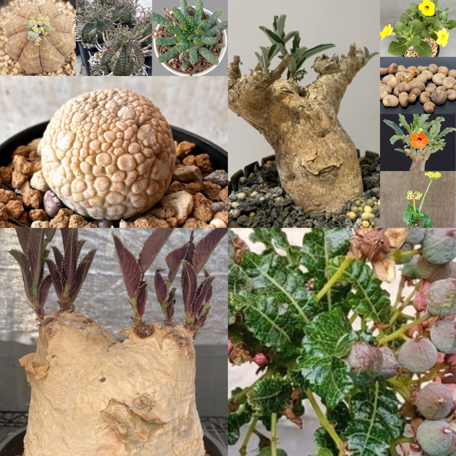 Home page