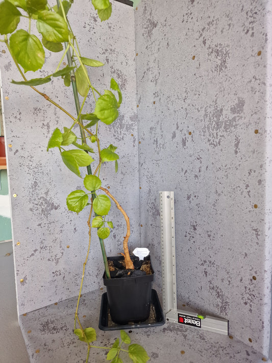 Cyphostemma orondo PLANT