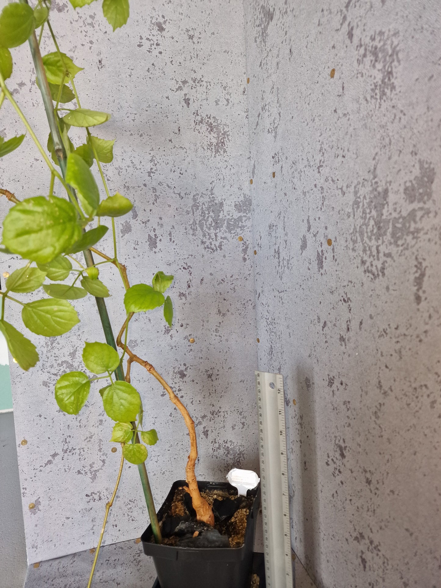 Cyphostemma orondo PLANT