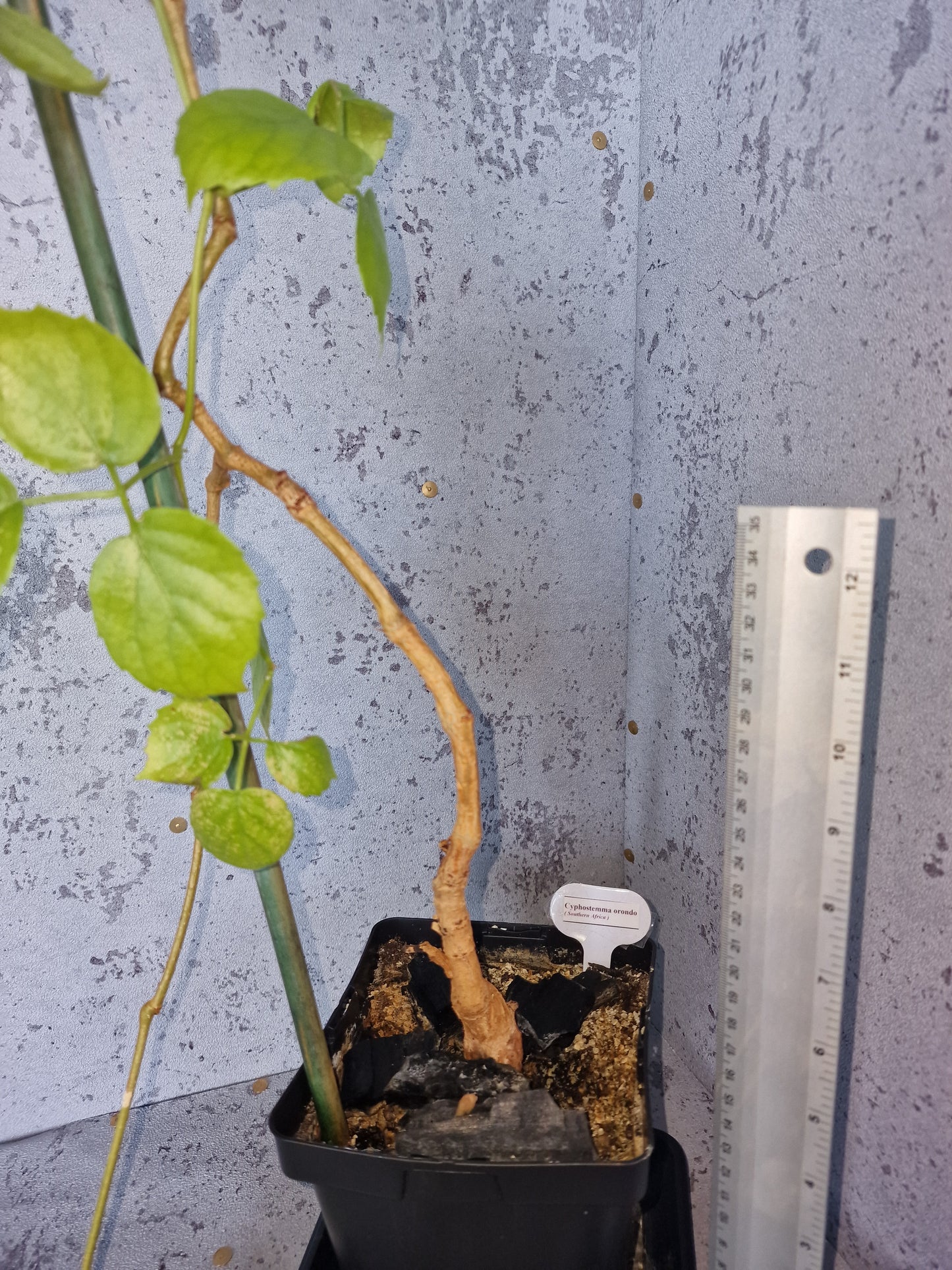 Cyphostemma orondo PLANT