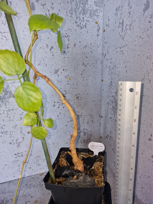 Cyphostemma orondo PLANT