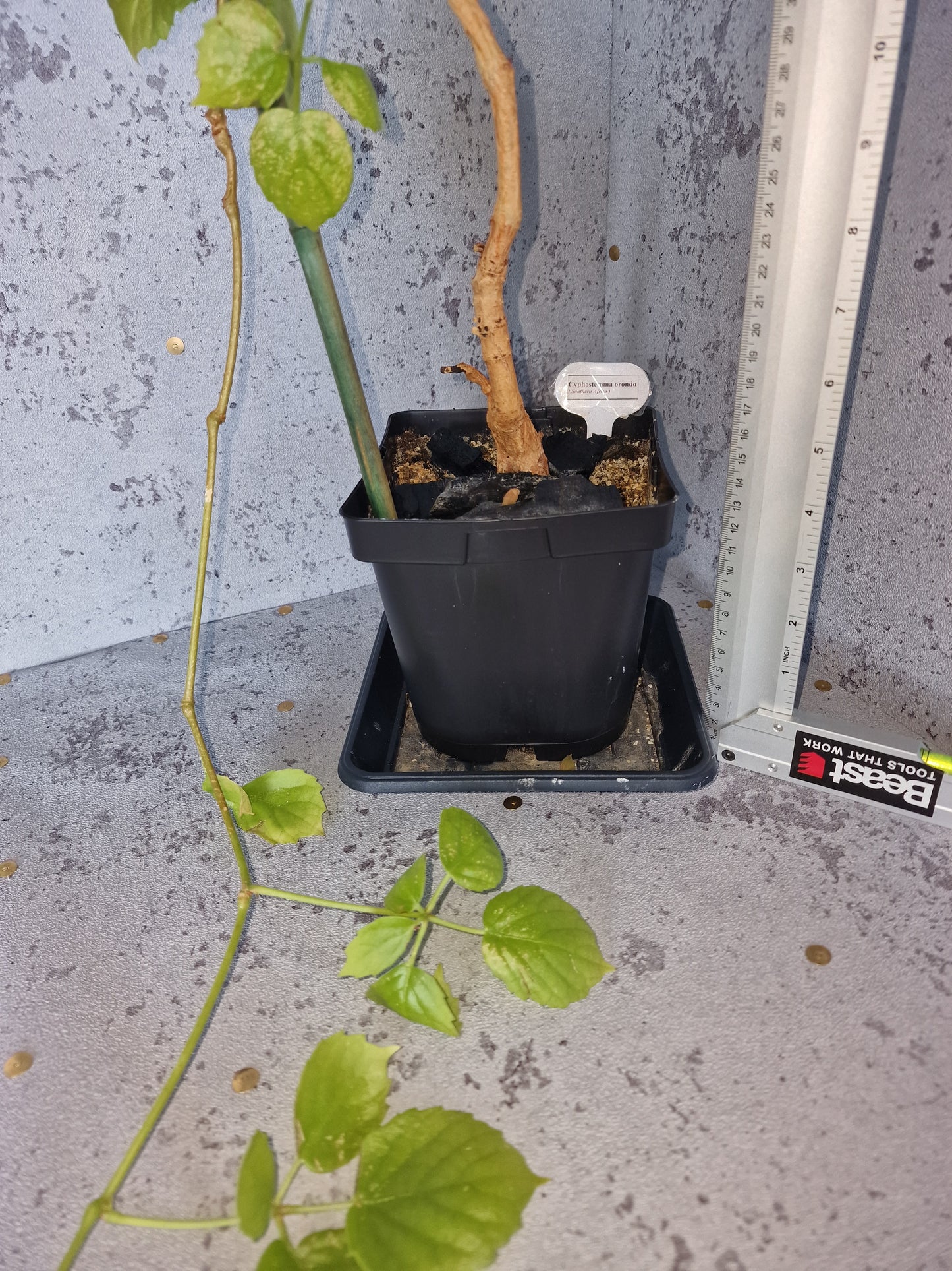 Cyphostemma orondo PLANT