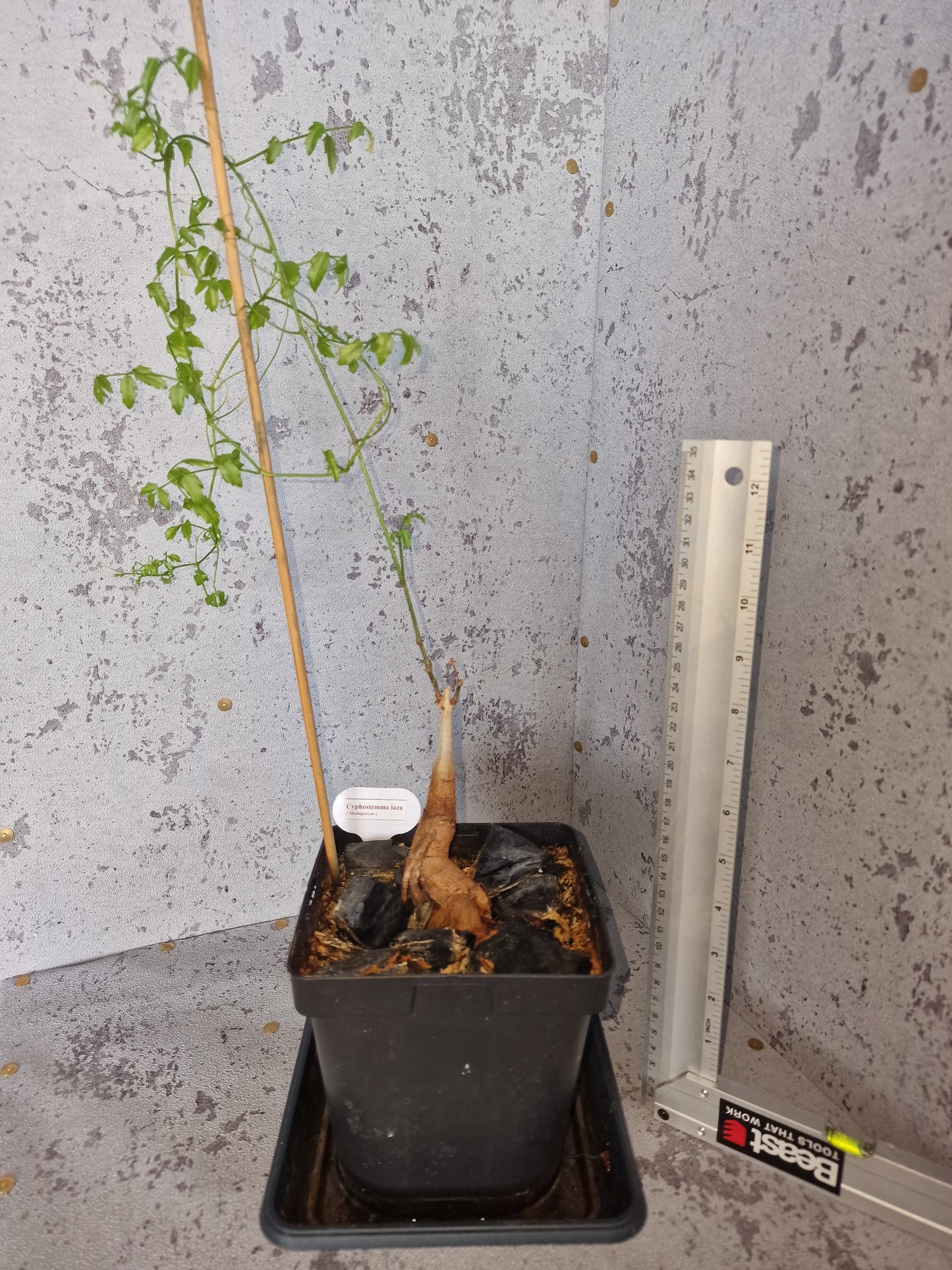 Cyphostemma laza PLANT #2