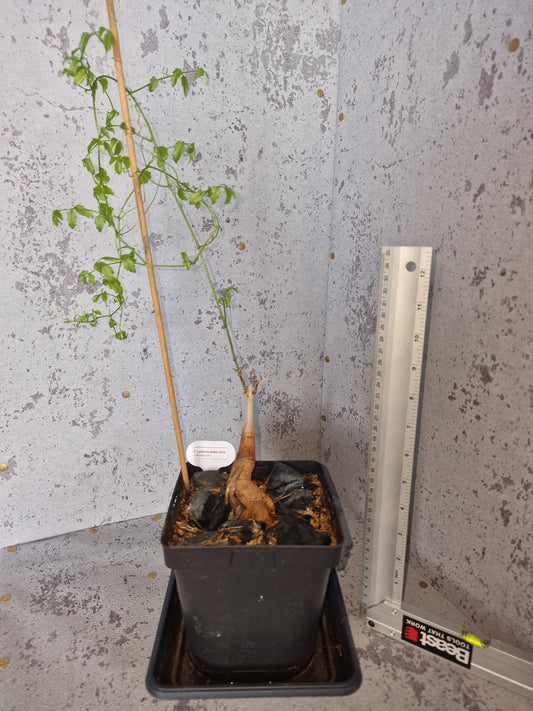 Cyphostemma laza PLANT #2