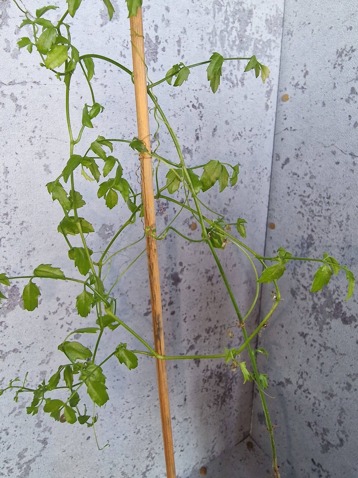 Cyphostemma laza PLANT #2
