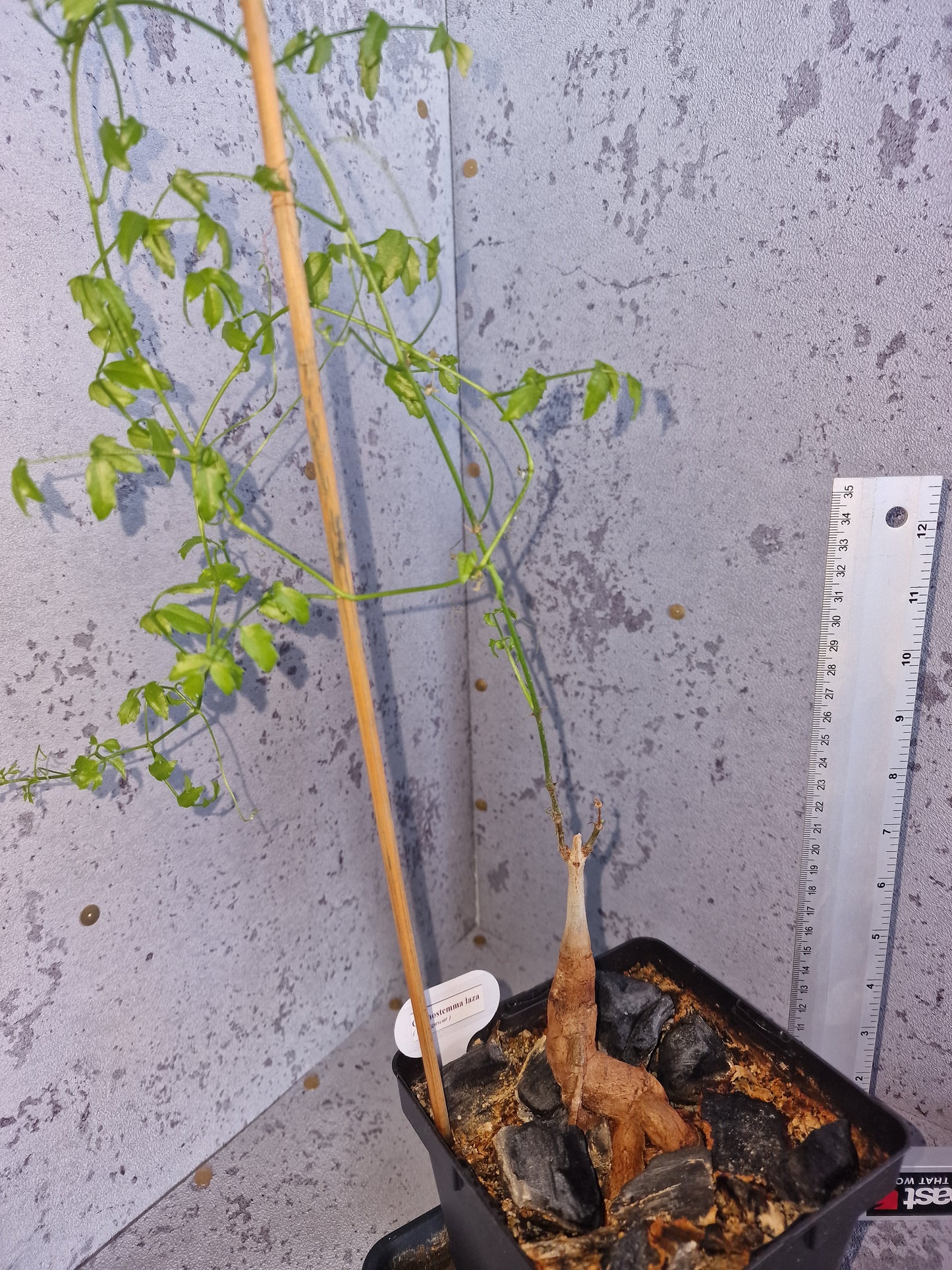 Cyphostemma laza PLANT #2
