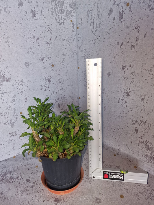 Euphorbia decaryi PLANT