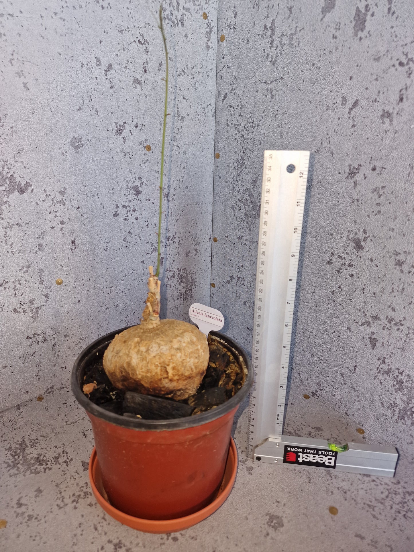Adenia lanceolata PLANT #2