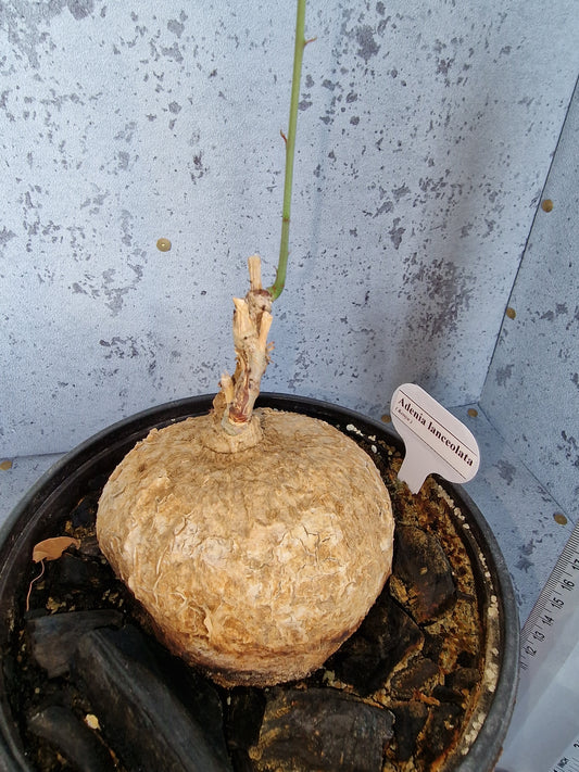 Adenia lanceolata PLANT #2
