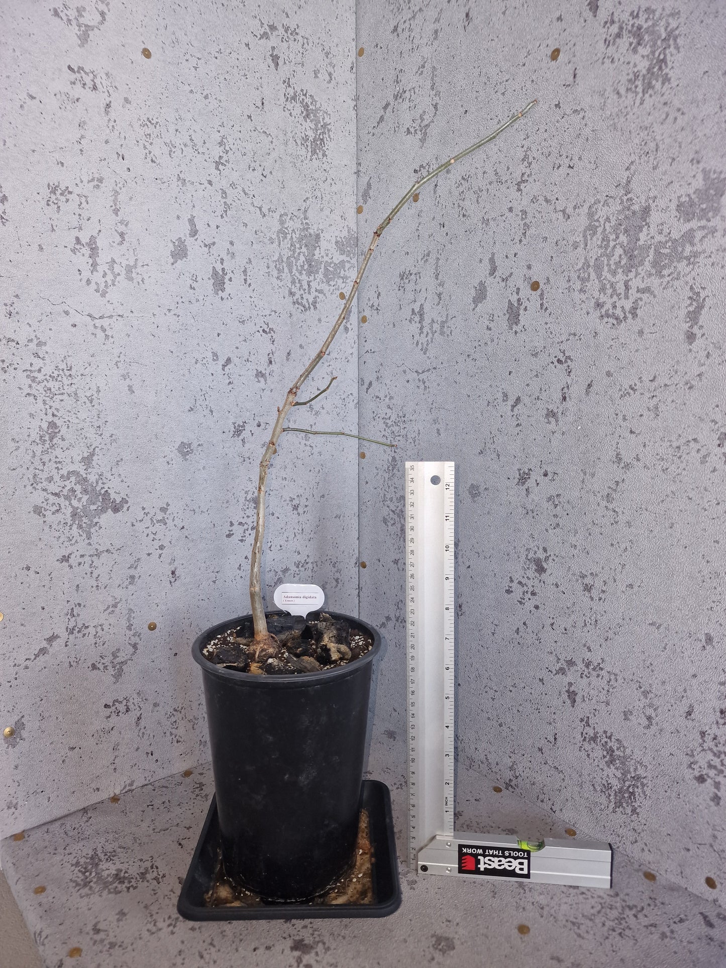 Adansonia digitata PLANT