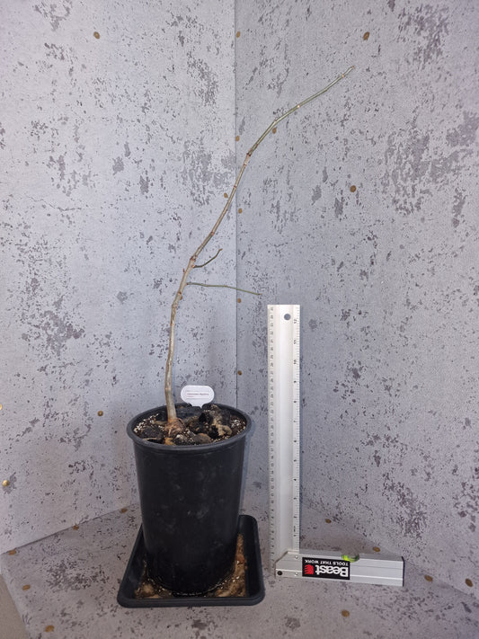 Adansonia digitata PLANT