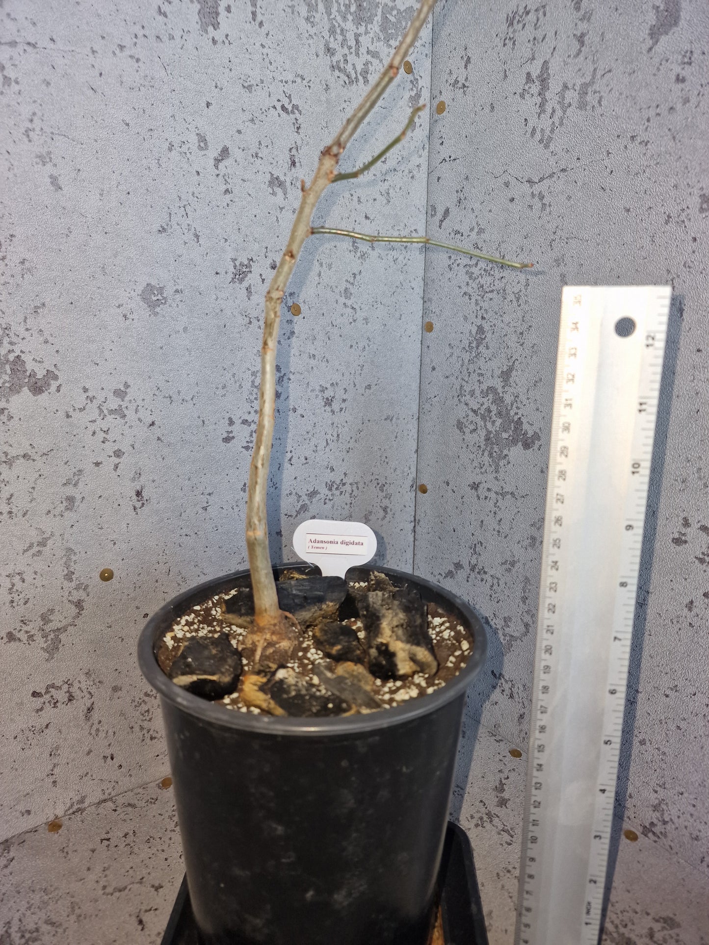 Adansonia digitata PLANT