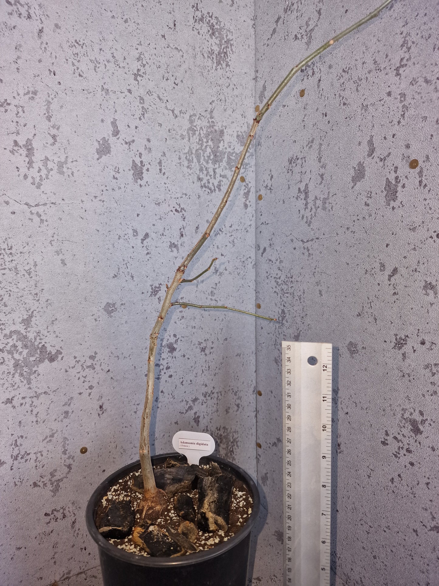 Adansonia digitata PLANT