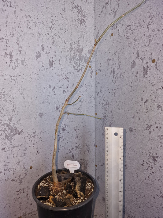 Adansonia digitata PLANT