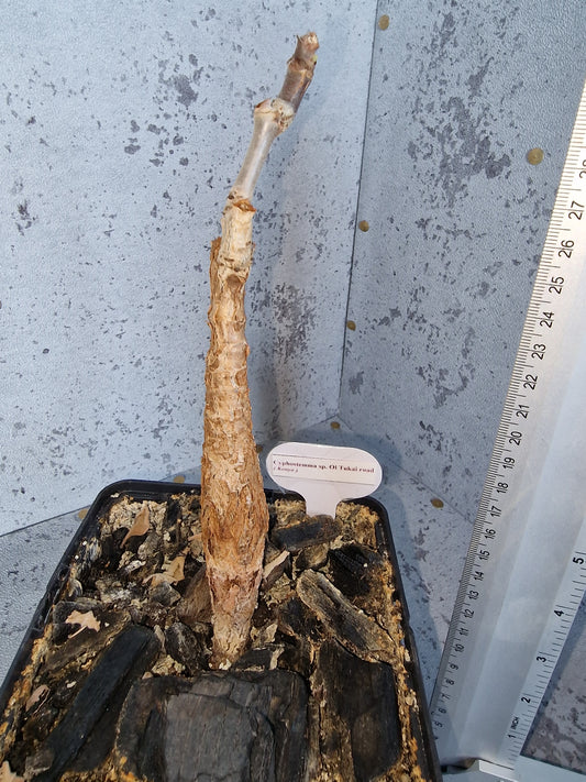 Cyphostemma sp.Oi Tukai Road PLANT