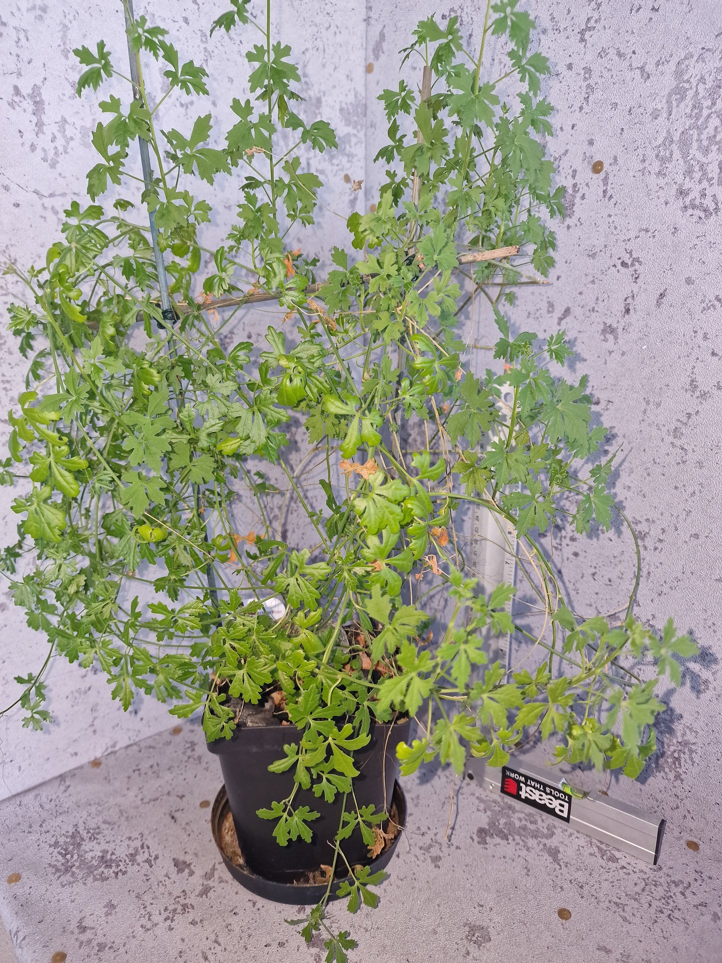 Xerosicyos tripartitus PLANT