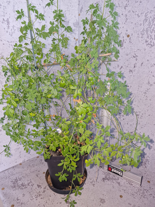 Xerosicyos tripartitus PLANT