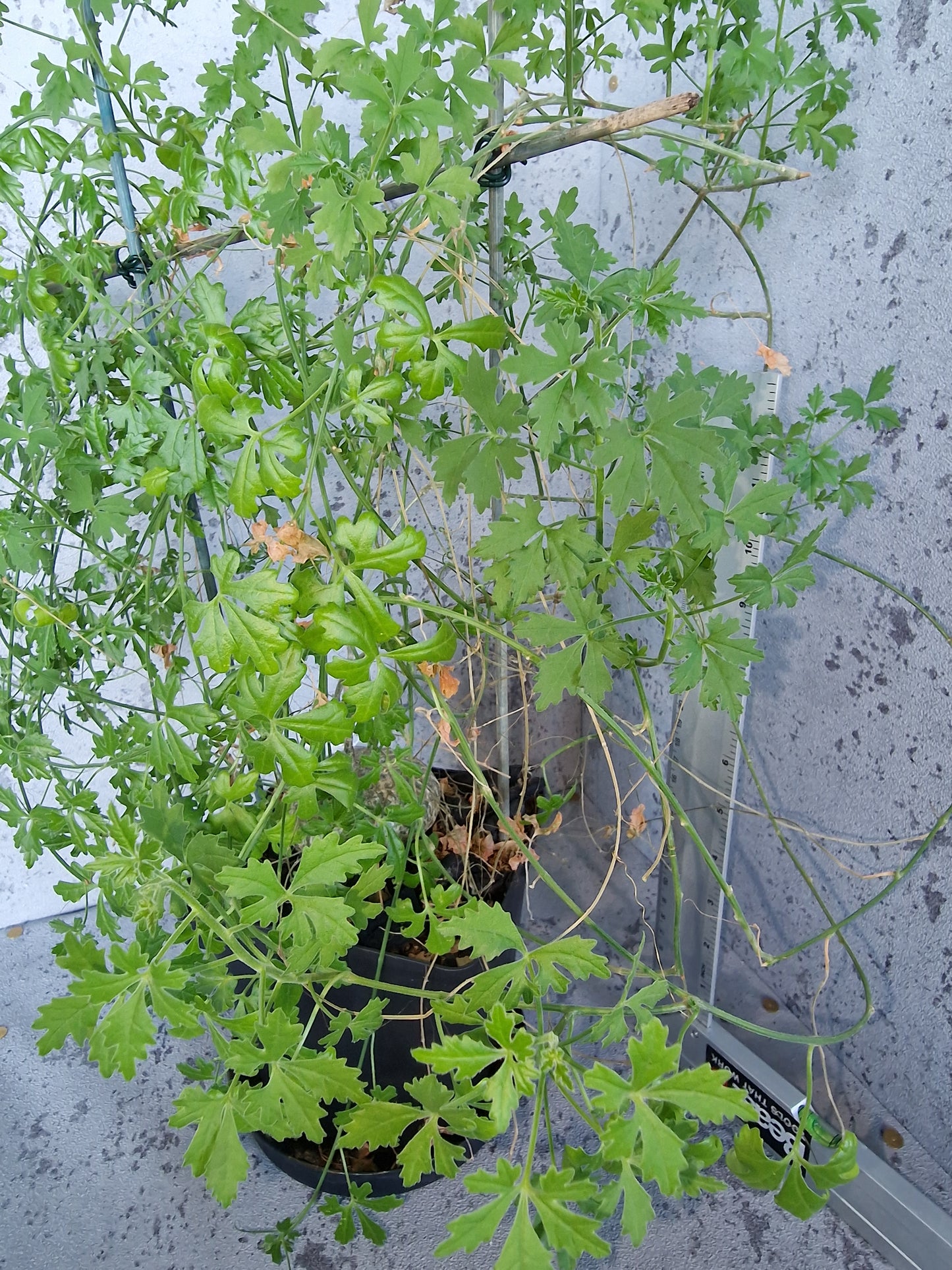 Xerosicyos tripartitus PLANT