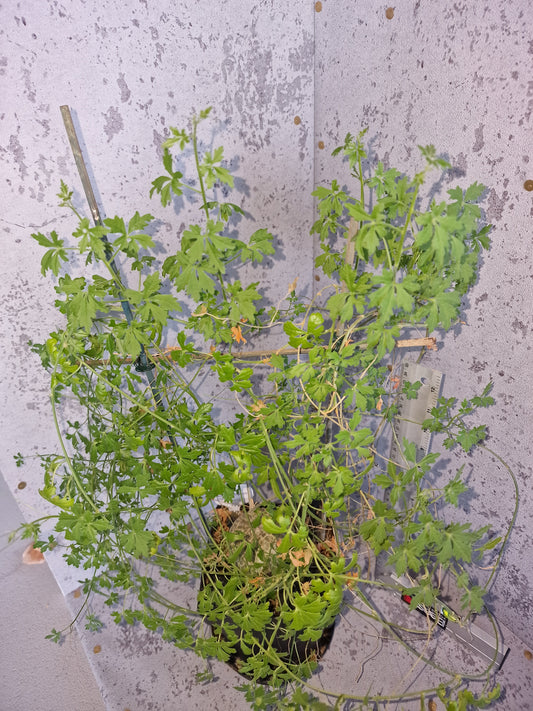Xerosicyos tripartitus PLANT