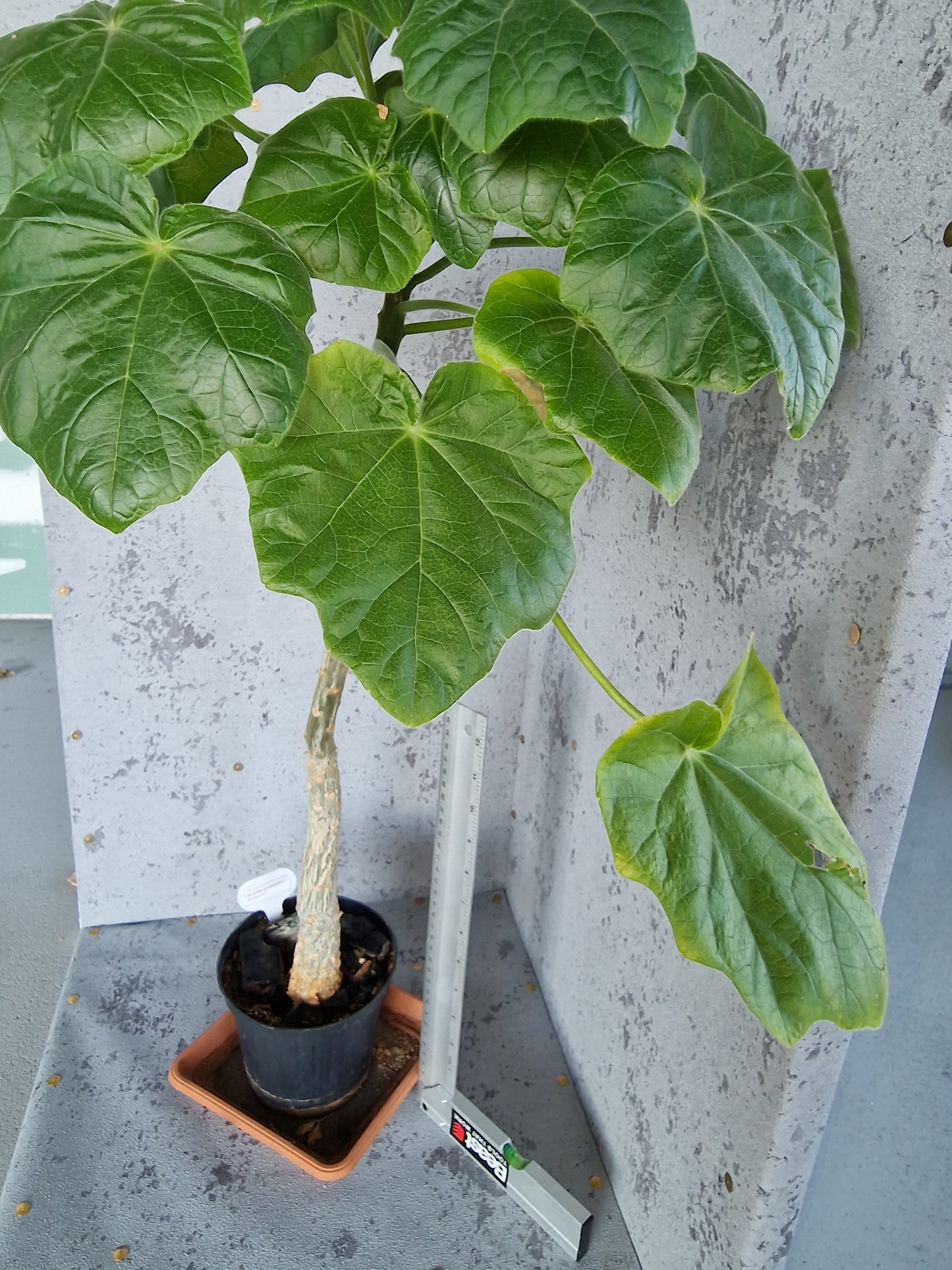 Uncarina grandidieri PLANT