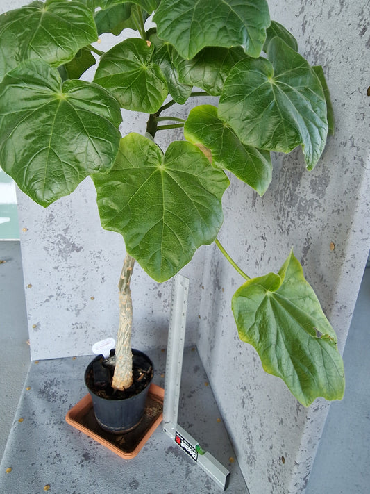 Uncarina grandidieri PLANT