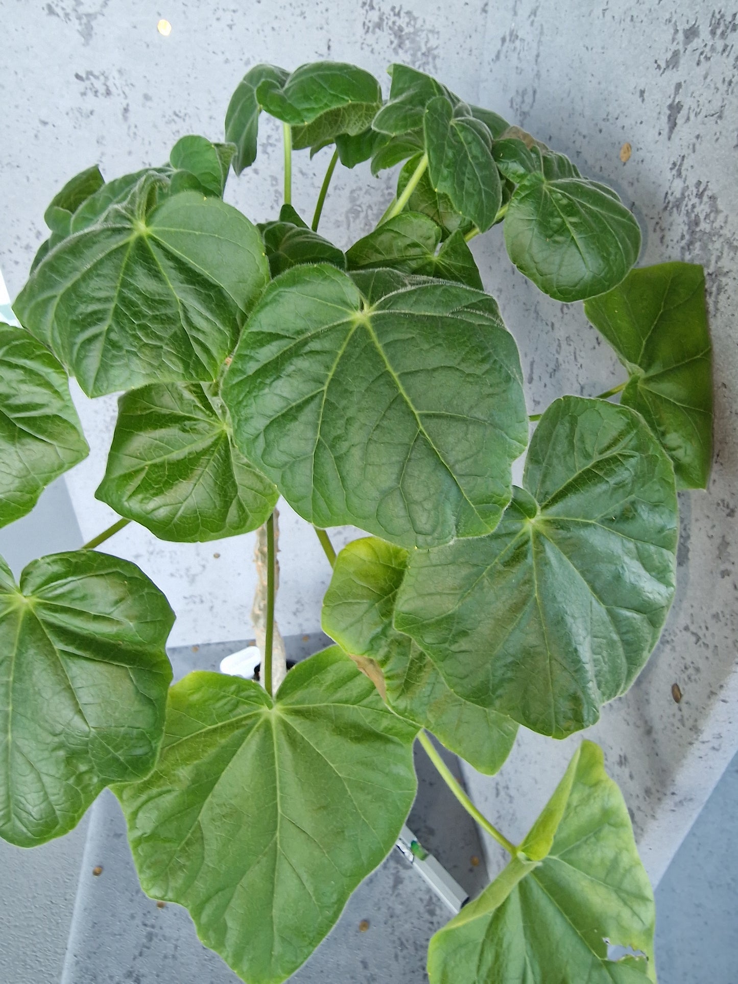 Uncarina grandidieri PLANT