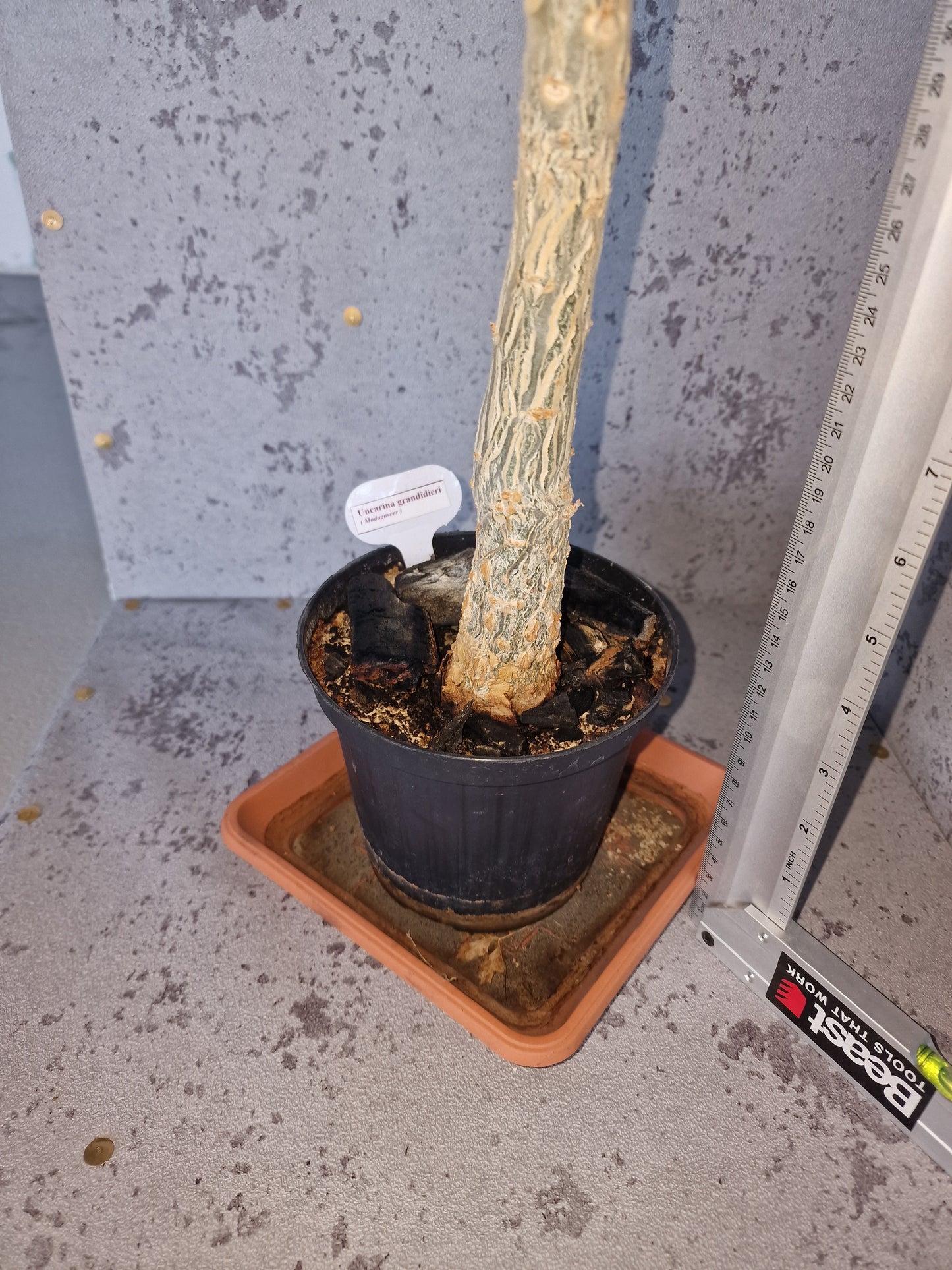 Uncarina grandidieri PLANT
