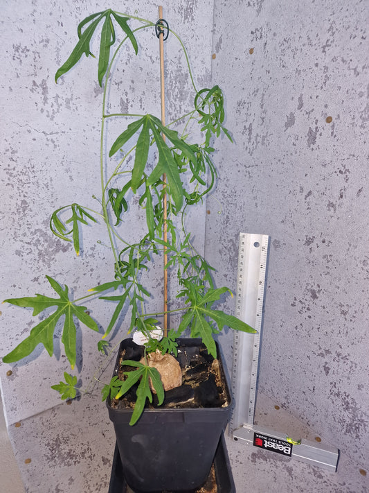 Adenia stenodactyla PLANT