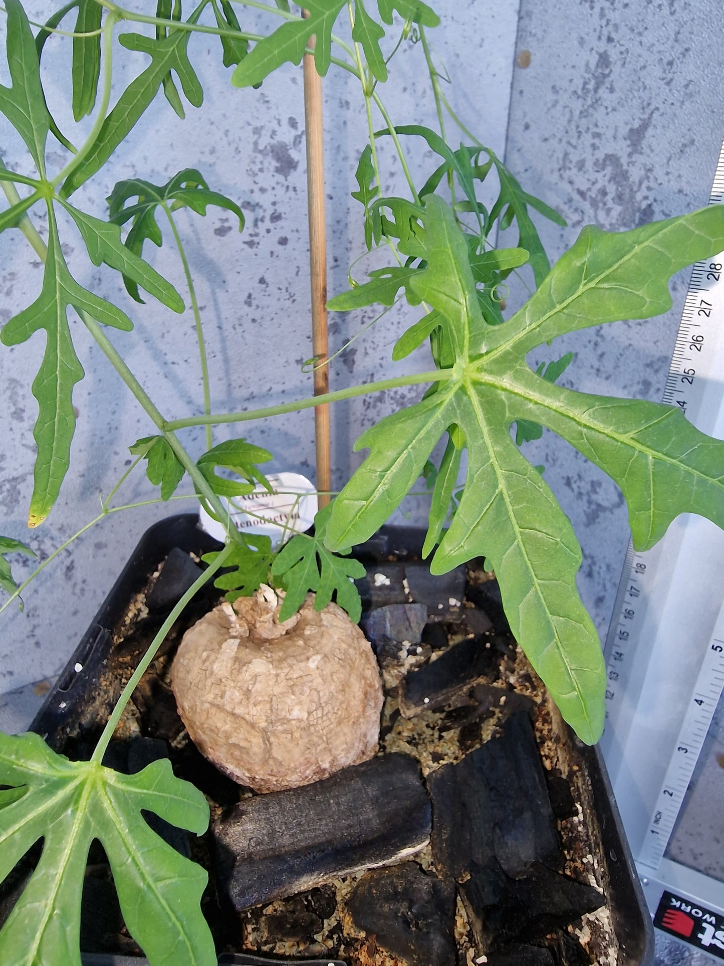 Adenia stenodactyla PLANT